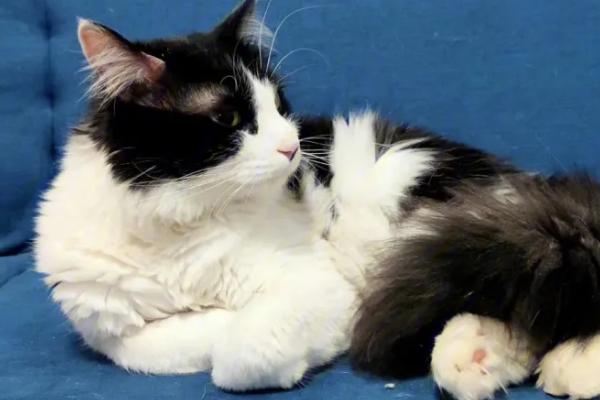 猫咪身上有黑色东西是什么，可能是跳蚤或者毛囊炎