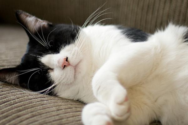 猫咪身上有黑色东西是什么，可能是跳蚤或者毛囊炎