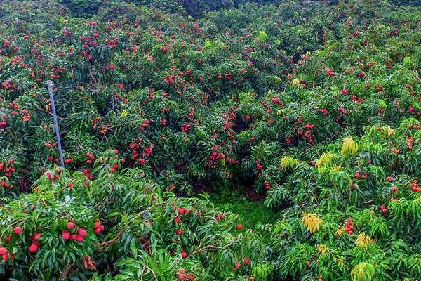 如何给荔枝套袋，可在果实大约5成熟的时候进行