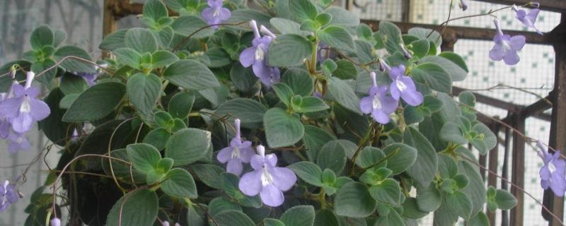 碰碰香开花是什么时候，是一种在夏季开花的花朵