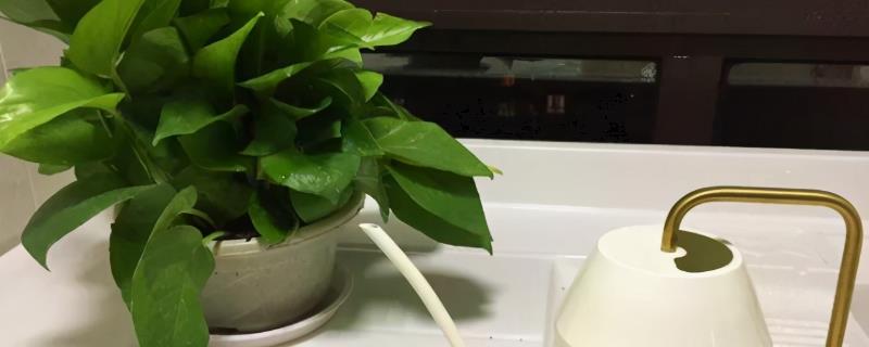 烟灰水可以浇花吗，可以但不适用于所有花卉品种