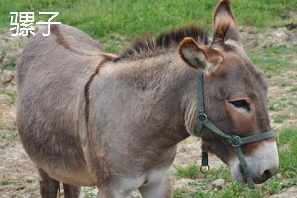 马、驴子和骡子的区别，体型、鬃毛、耳朵、尾巴等均不同