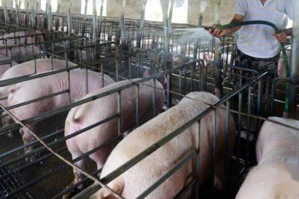 养猪场如何除臭，可调整饲料或物理除臭等