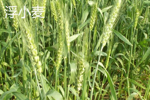 淮小麦和浮小麦的区别，产地和泡水后的状态均不同