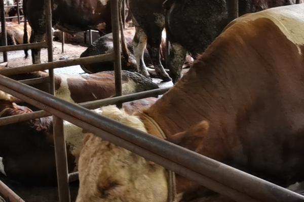 繁殖母牛一天喂多少精料，空怀母牛每日摄入量可以按照其体重0.5%计算