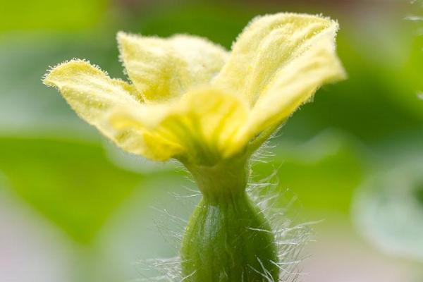 西瓜的花是什么样子的，是黄色的