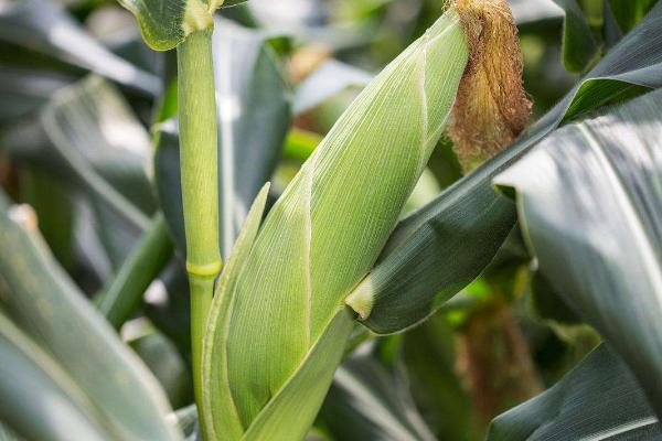 龙育899玉米种子特点，种植密度不宜过大
