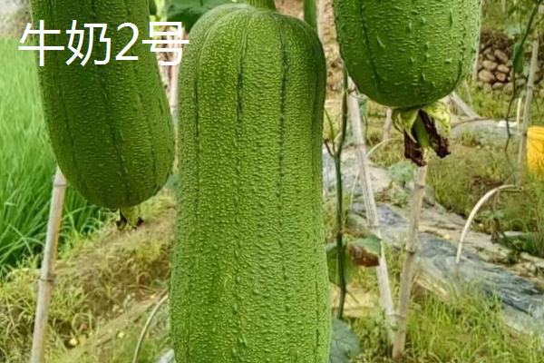 短棒形丝瓜品种有哪些，常见的有胖胖1号、牛奶2号、亚华短棒等