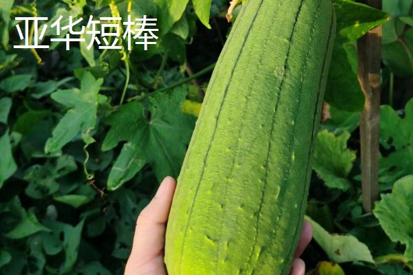 短棒形丝瓜品种有哪些，常见的有胖胖1号、牛奶2号、亚华短棒等