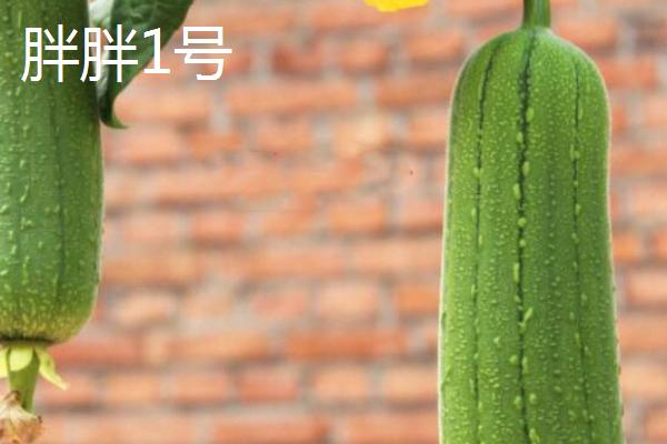 短棒形丝瓜品种有哪些，常见的有胖胖1号、牛奶2号、亚华短棒等