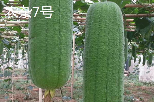 短棒形丝瓜品种有哪些，常见的有胖胖1号、牛奶2号、亚华短棒等