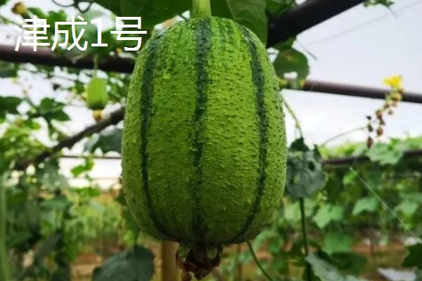 短棒形丝瓜品种有哪些，常见的有胖胖1号、牛奶2号、亚华短棒等
