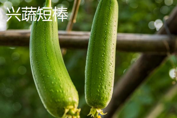 短棒形丝瓜品种有哪些，常见的有胖胖1号、牛奶2号、亚华短棒等