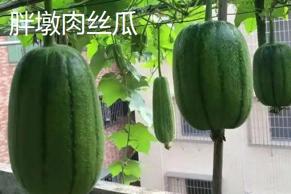 短棒形丝瓜品种有哪些，常见的有胖胖1号、牛奶2号、亚华短棒等