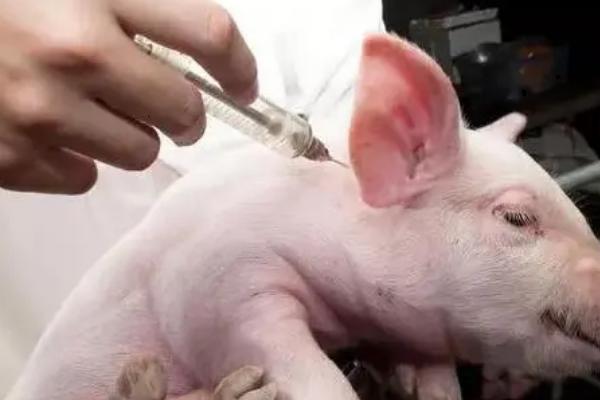 母猪猪瘟疫苗什么时候打，在发情配种前1-3个月内完成免疫