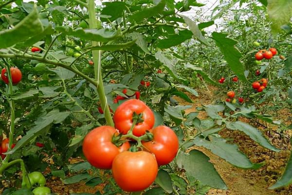 大棚西红柿产量低的原因，昼夜温度低或通风不当都会导致