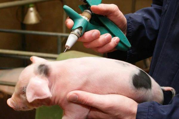160万单位青霉素打多少斤猪，可打25-50kg的猪