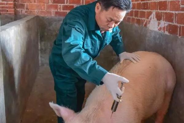 160万单位青霉素打多少斤猪，可打25-50kg的猪