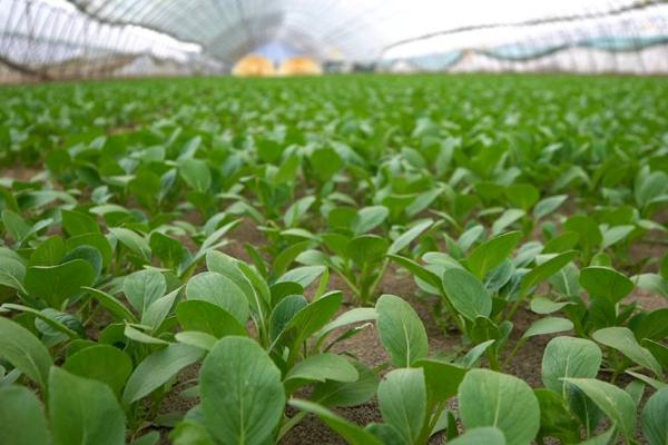 油菜种植区肥料技巧，根据土壤肥力条件来施肥