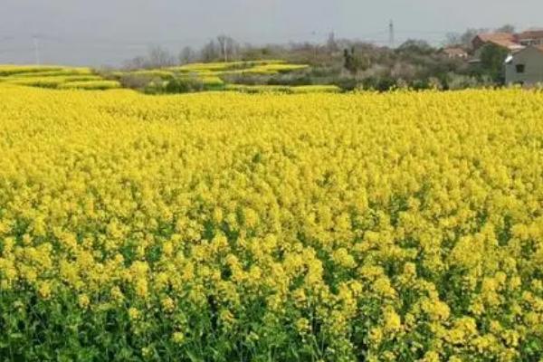 油菜种植区肥料技巧，根据土壤肥力条件来施肥