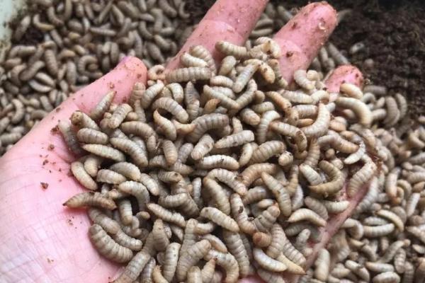 黑水虻的养殖技术，选在有大量禽畜粪便和生活垃圾的地方建立养殖场