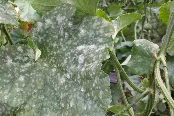 南瓜细菌性角斑病农药防治技术指导，播种前需用福尔马林浸种
