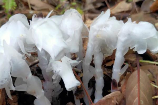 水晶兰的花语，花语是美丽之精灵、脆弱无城府