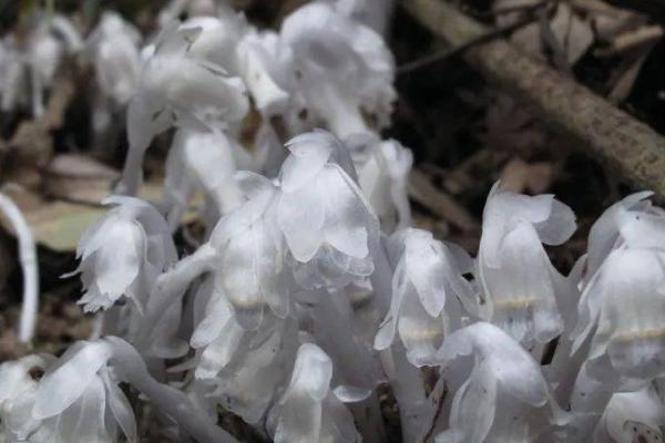 水晶兰的花语，花语是美丽之精灵、脆弱无城府