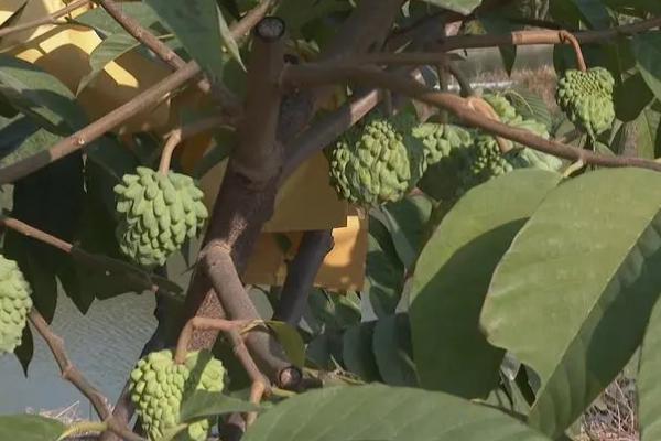 释迦果的种植条件，适合在两广地区和海南地区种植