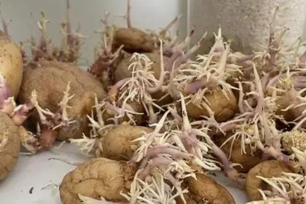 土豆发芽了还能吃吗，发芽且出现了黑斑腐烂现象便不能食用