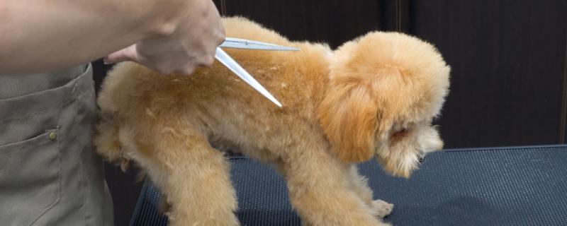 剪毛对狗狗有哪些危害，会引发各种皮肤疾病和自卑心理