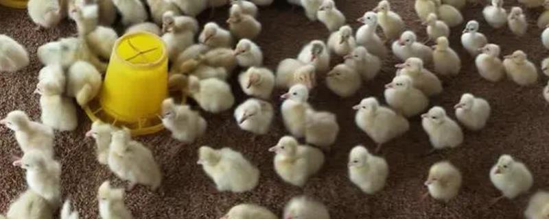 雏鹅怎么养殖，1周至半月龄的雏鹅每天要饲喂6-8次