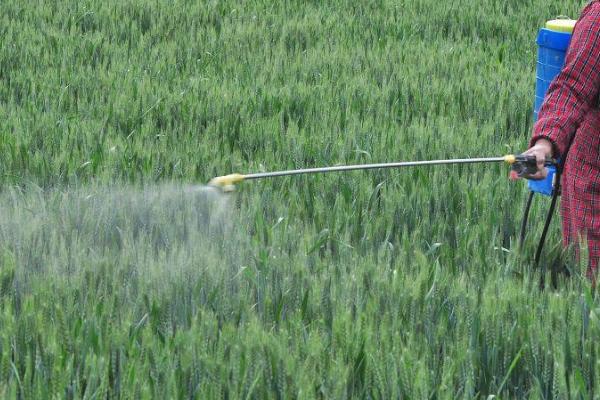 小麦打除草剂后下雨有影响吗，对不同种类的药物的影响不同