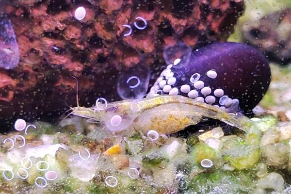 黑壳虾吃鱼卵吗，会吃鱼卵