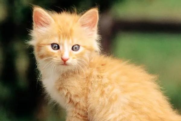猫为什么突然咬人，可能是长时间被抚摸或受到惊吓等导致