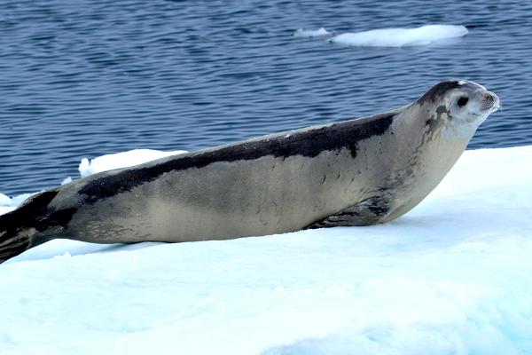 海狮是什么动物，是一种水生哺乳动物