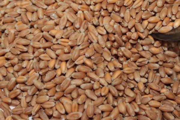 小麦一亩用多少种子，每亩按照正常18-30斤播种即可