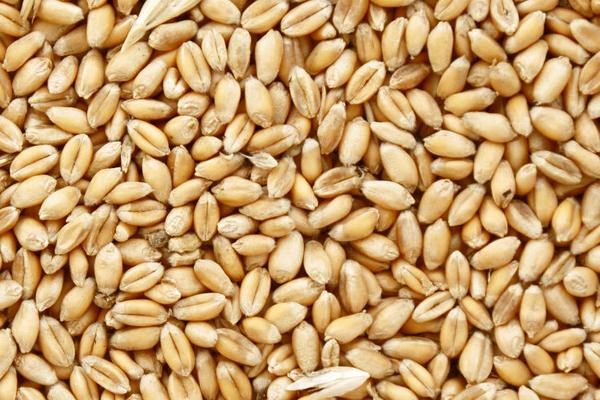 小麦一亩用多少种子，每亩按照正常18-30斤播种即可