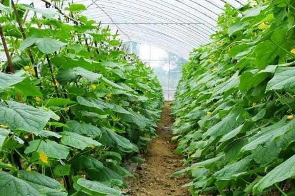 冬春黄瓜受冻的解决措施，让温室内的温度缓慢上升