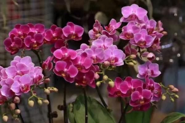 蝴蝶兰的正确浇水方法，不同季节的浇水方法不同