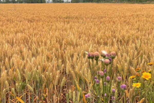 小麦什么季节成熟，冬小麦一般是6月下旬到7上旬成熟