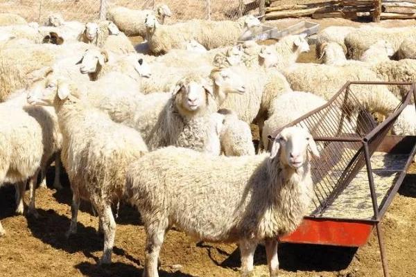 羊如何饲养，成年羊和羔羊的饲养方法均不同