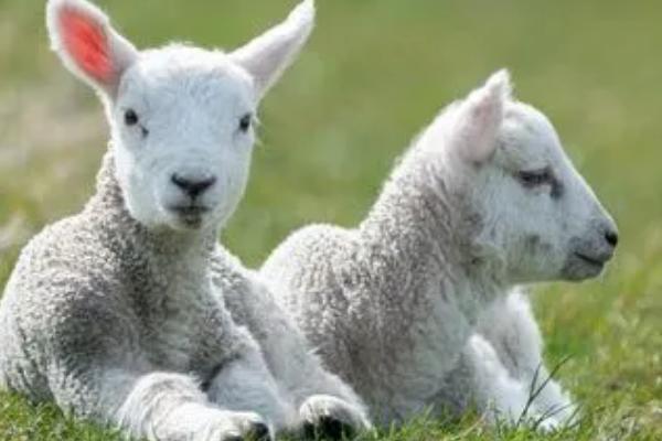 羊如何饲养，成年羊和羔羊的饲养方法均不同