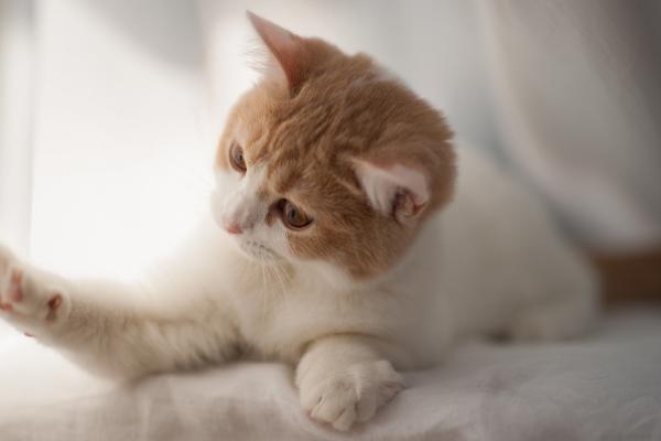 猫为什么会尿频，可能是过量饮水、患有泌尿系统疾病等原因所导致
