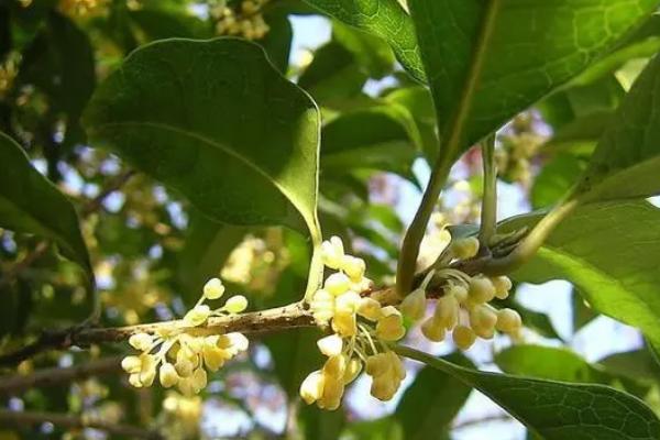 桂花树的种植技术，可播种、嫁接、扦插或压条繁殖
