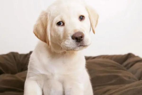 狗狗肚子怎么是紫色的，可能是局部淤血、天气寒冷或疾病原因