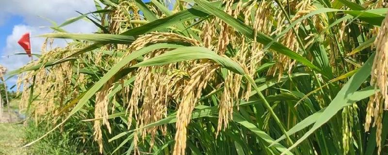 水稻和旱稻的区别，主要区别在于耐旱能力