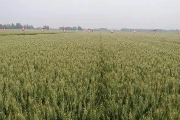 克春120930小麦品种的特性，多雨年份注意防治赤霉病
