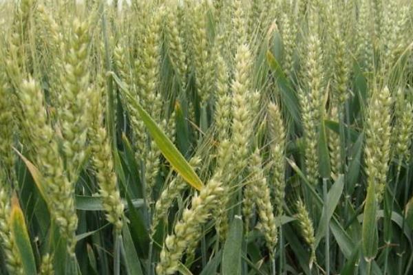 克春120930小麦品种的特性，多雨年份注意防治赤霉病