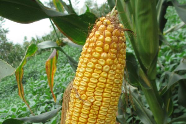 圣尧3号玉米种子简介，种植密度不宜过大